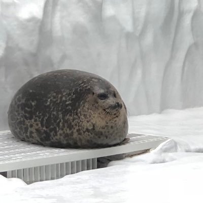 天鳳456787 ←保存 あざらしが好きな2児の父。釣りと将棋も好き。ウォーズ二段。北海道十勝民