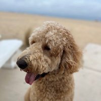 Sonya Brathwaite (@sonyatb) 's Twitter Profile Photo