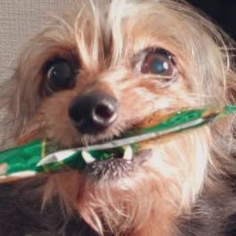 折笠ゆっこさんのプロフィール画像