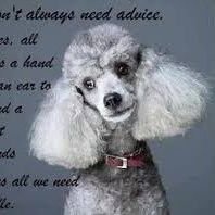 Welcome to the #poodleLovers Community! Follow us for Daily sharing #poodle happiness! This page is dedicated for all #poodle Owners & Lovers!!