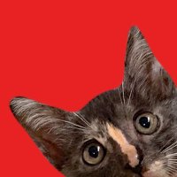 中村@犬猫堂 (@koron_cat) 's Twitter Profile Photo 中村@犬猫堂 (@koron_cat) 's Twitter Profile Photo