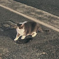 帰宅 (@c66ne) 's Twitter Profile Photo