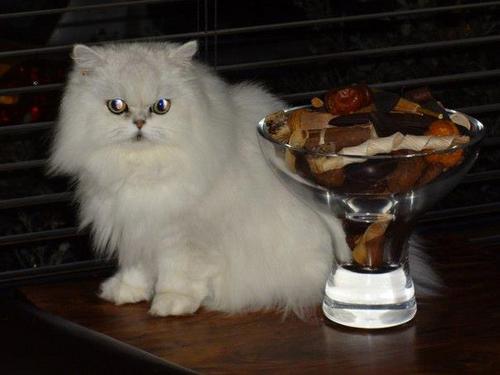 Starlightsdad's profile picture. Yes to Better Together, Yes to PR in all elections, Yes to House of Lords reform, Yes to equal sized constituencies, No to larger constituencies