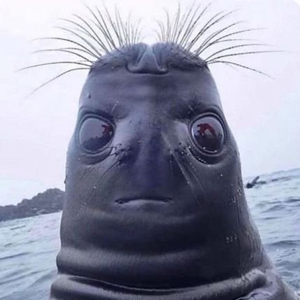 Sissi_s78's profile picture. I'm happy for you and appreciate you ❤️
I'm a curious, happy, caring, positively wierd, absentminded person.
Likes candy, my two special persons and tacos.