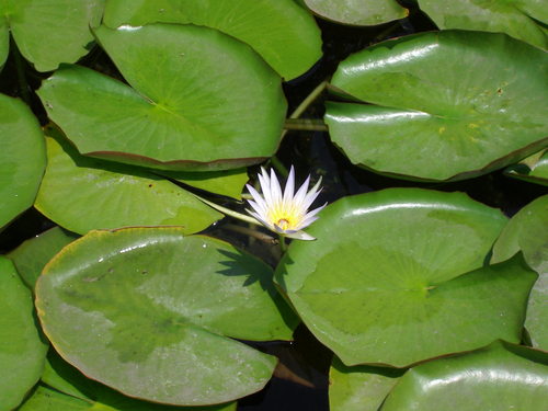 Biología, Cazatormentas, Scout, Yoga, Mike Oldfield, Medio Ambiente, Botánica, Naturaleza, Himalaya, Conciencia, Paisaje, Ríos, Vida