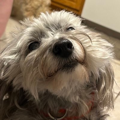 Spinspiny's profile picture. (“A face is what you wear, a mask is what you show.” Spin) 22 ISFJ-T No minors. Mix of NSFW and SFW. Art I’ve commissioned is under my highlights