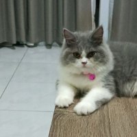 name cannot be blank (@olleandollin) 's Twitter Profile Photo