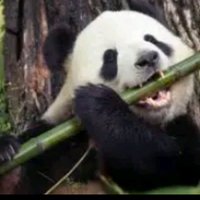 MansofPandas (@mansofpandas) 's Twitter Profile