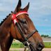 Dee Castellano (@avidracefan) Twitter profile photo Dee Castellano (@avidracefan) Twitter profile photo