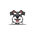 Schnauzer dog puppeis(@schnazuerdog77) 's Twitter Profile Photo
