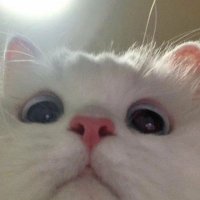 Hamsap Meow (@hamsapmeow) 's Twitter Profile