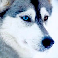 better nature (@better_nature1) 's Twitter Profile