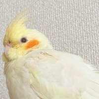 あきの🐣 (@f_ijo1) 's Twitter Profile