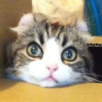眠さん (@min_starfield) 's Twitter Profile