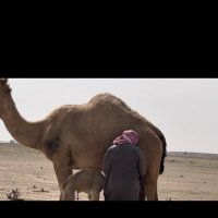 المُحيط (@albaj100) Twitter profile photo