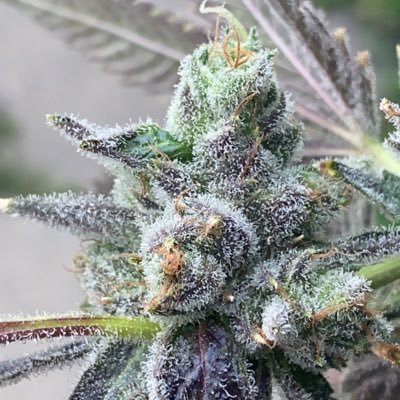 CCcowboyz's profile picture. created in a basement on Detroit’s southwest side in 2004.