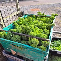 Cloughjordan Farm (@cloughjo_farm) 's Twitter Profile