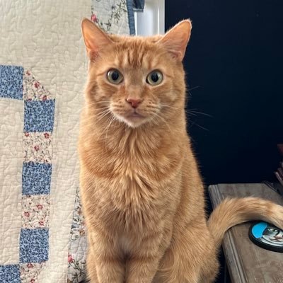 Pizzapower7500's profile picture. Love bird watching and eating  pizza.