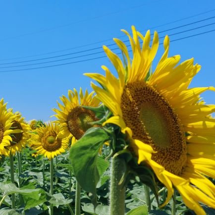 2e739jFokDDmrpk's profile picture. 情報収集用