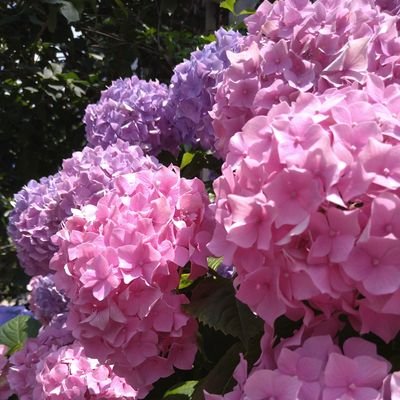 稲垣羊と申します。成人済の女です。
ほぼ壁打ち垢(ネオポルテと🌈について呟きがち)
ホワ民です。
別垢でとうらぶ、ツイステ、fgoについて話してます。