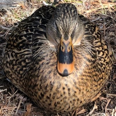 副ぴかるとさんのプロフィール画像