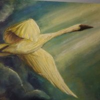 Cygnus Pi (@cygnus_pi) 's Twitter Profile
