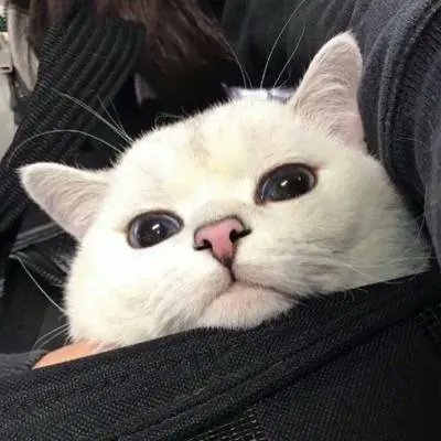 Aurelia97237730's profile picture. 