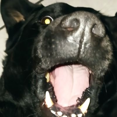 luixemc's profile picture. Entusiasta de la electrónica y automatización.