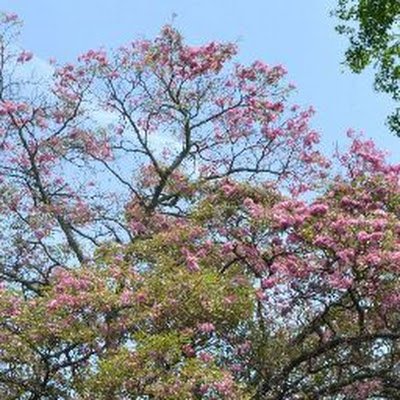 qsoficarolina's profile picture. 