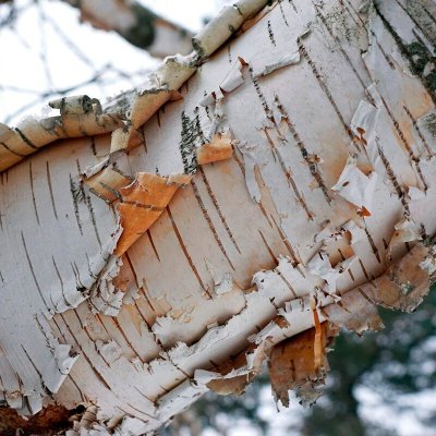 birch_bark_'s profile picture. 