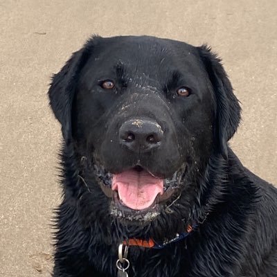Hi I'm Vinnie a nutty Lab boy who is 6 years old. Love my twitter pals 🐾. DOB 120918