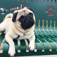 Pug Lover Gang(@PugLoverGang) 's Twitter Profile Photo