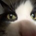 saggi kitty (@littlesaggicat) Twitter profile photo saggi kitty (@littlesaggicat) Twitter profile photo