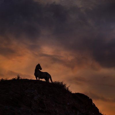 Award winning, published photographer using the lens and the story of wild equids to connect humans to Earth, to the past, to a better way forward.