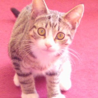 peggy08084911's profile picture. be kind to https://t.co/iwxuPNlqjn dont no what's  going on in there life .if you see someone with out a smile,give them one of your's xx