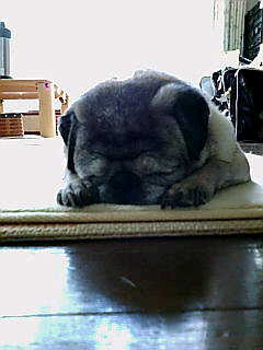 milkylovepeko's profile picture. MINMI🌺ﾌｧﾝ❤️💛💚J・Reggae好き♡ いつの日か宮古島行きたいさぁ～♡沖縄好きさぁ～♡鼻ぺちゃわんこ好き♡一度きりの人生✨楽しくをﾓｯﾄｰに✨