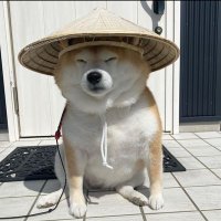 Brandon Lucas 🦆 (@brandonstff) 's Twitter Profile