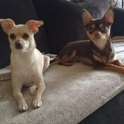 USAF MOM! Gigi to 5 grandkids Mom of 2 amazing children I Love my Chihuahuas. God bless USA & President Trump! Suspended in the 2021 purge. NO DM'S!