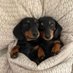 D A C H S H U N D (@dachshundklub) Twitter profile photo D A C H S H U N D (@dachshundklub) Twitter profile photo