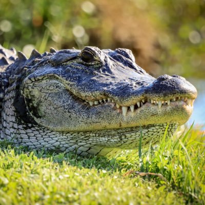 cetaceantrashh's profile picture. marine bio student usf | zoo educator | wildlife photographer || header pc: @sjiwhalewatch