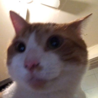 freshcatfish's profile picture. 
