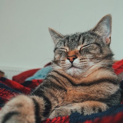 BrightdogJames's profile picture. INTJ. (he/him)