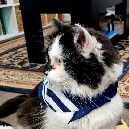 I'm a cat, named after Fox Mulder from the X Files!
I'm bicolour, black and white, my colours get along fine, so can you. 
I barrack for the Geelong Cats, meow!