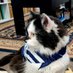 Fox Mulder theCat (@foxmulderthe) Twitter profile photo Fox Mulder theCat (@foxmulderthe) Twitter profile photo