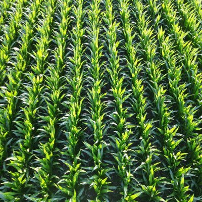 Messer19Cody's profile picture. 