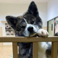 秋田犬銀ちゃん(@gin_akitainu) 's Twitter Profile Photo