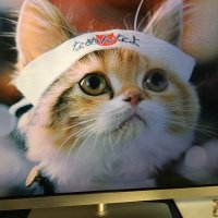 ま〜♂尼崎 (@fdyrlxc2fg2oxv) 's Twitter Profile