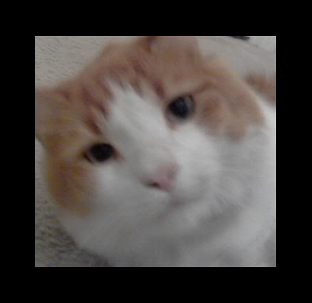 Hello, humans. I am PEEK-A-BOO THE CAT! I'm a male tabby crossed with a white cat. I am 3 years old. Ang is my owner a.k.a. @AngeltheNyanCat. Give me catnip. :3