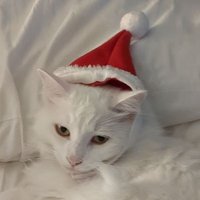 Santa(@SantaMeowMeow) 's Twitter Profileg