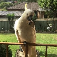 The Cockatoo(@DarcyAmaroo) 's Twitter Profile Photo